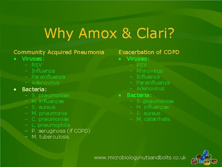 Why Amox & Clari? Community Acquired Pneumonia • Viruses: – – RSV Influenza Parainfluenza