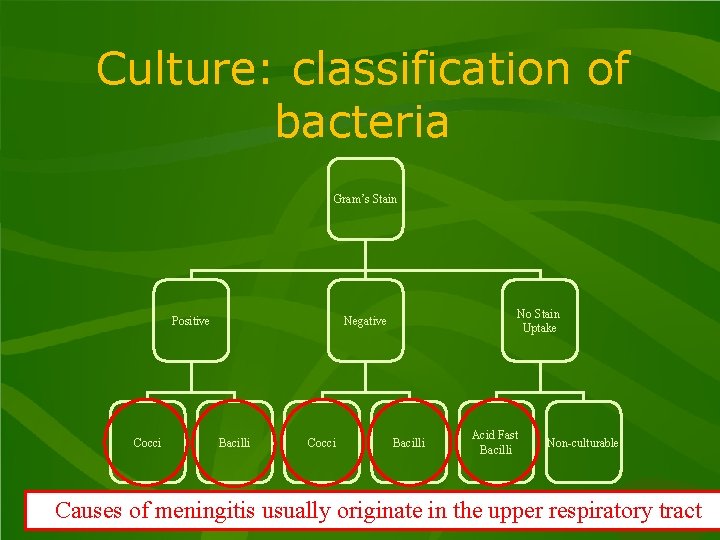 Culture: classification of bacteria Gram’s Stain Positive Cocci No Stain Uptake Negative Bacilli Cocci