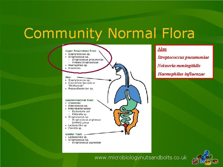 Community Normal Flora Also Streptococcus pneumoniae Neisseria meningitidis Haemophilus influenzae www. microbiologynutsandbolts. co. uk