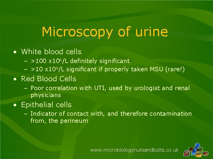 Microscopy of urine • White blood cells – >100 x 106/L definitely significant –