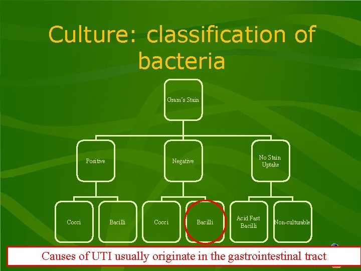 Culture: classification of bacteria Gram’s Stain Positive Cocci No Stain Uptake Negative Bacilli Cocci Culture: classification of bacteria Gram’s Stain Positive Cocci No Stain Uptake Negative Bacilli Cocci