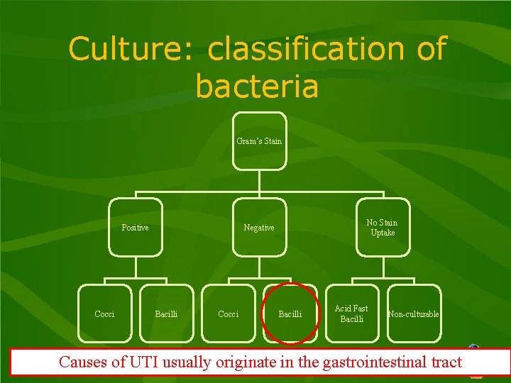 Culture: classification of bacteria Gram’s Stain Positive Cocci No Stain Uptake Negative Bacilli Cocci