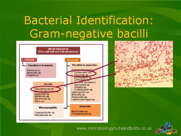 Bacterial Identification: Gram-negative bacilli www. microbiologynutsandbolts. co. uk Bacterial Identification: Gram-negative bacilli www. microbiologynutsandbolts. co. uk