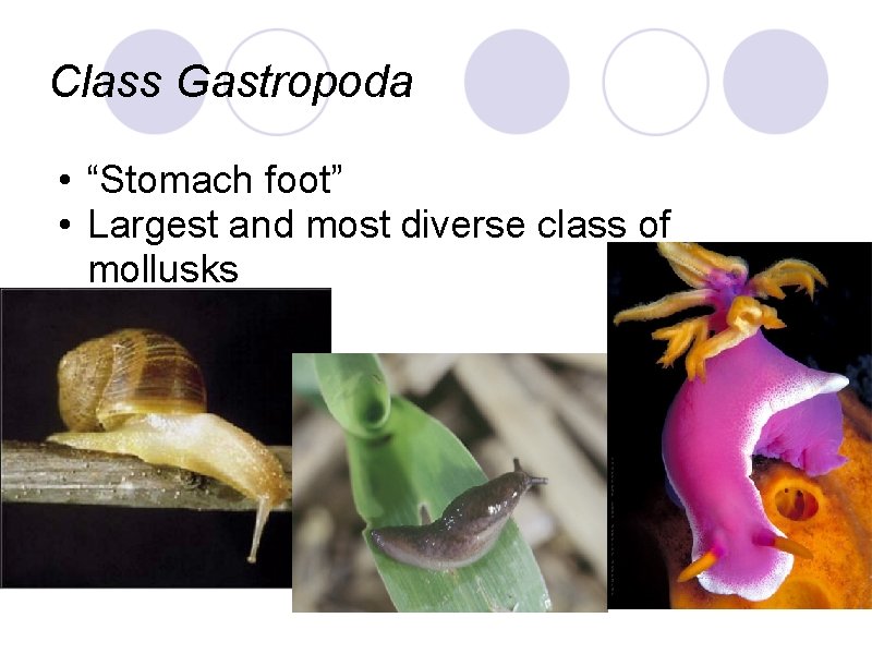 Class Gastropoda • “Stomach foot” • Largest and most diverse class of mollusks 