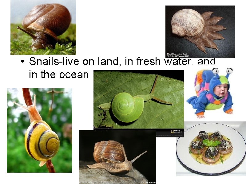  • Snails-live on land, in fresh water, and in the ocean 