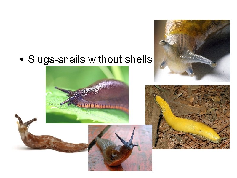 • Slugs-snails without shells • Slugs-snails without shells