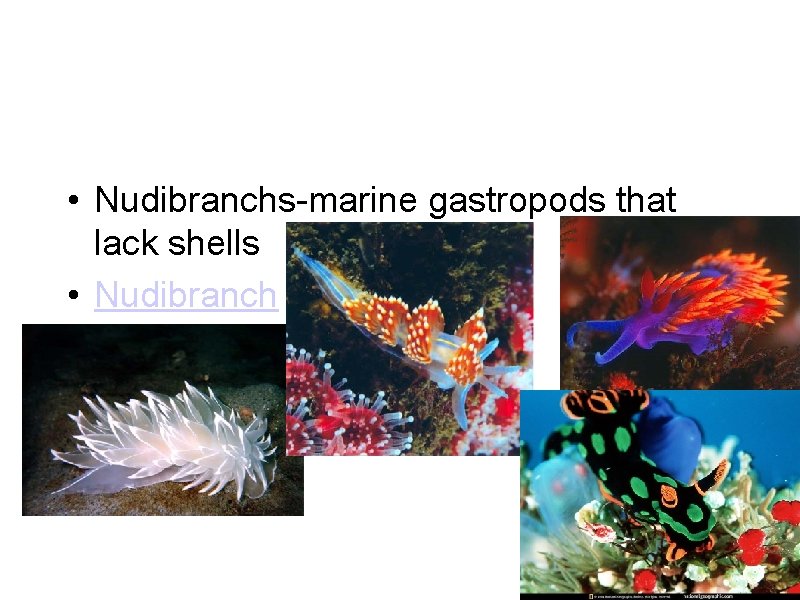 • Nudibranchs-marine gastropods that lack shells • Nudibranch • Nudibranchs-marine gastropods that lack shells • Nudibranch