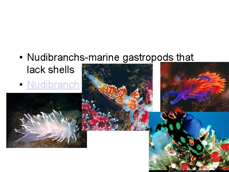  • Nudibranchs-marine gastropods that lack shells • Nudibranch 