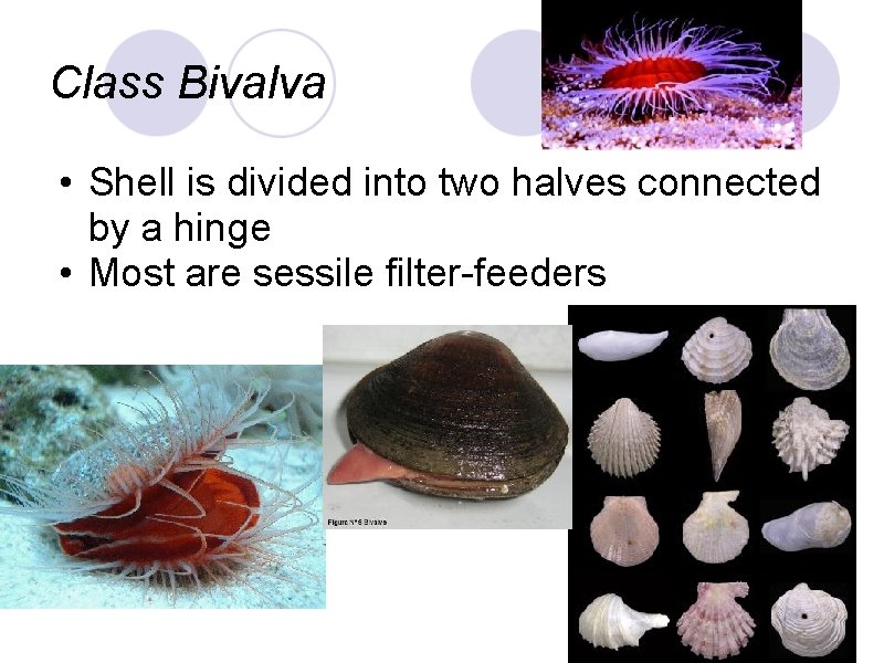 Class Bivalva • Shell is divided into two halves connected by a hinge •