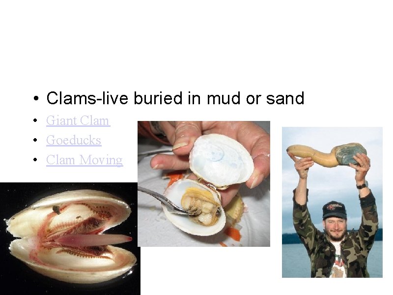 • Clams-live buried in mud or sand • Giant Clam • Goeducks • • Clams-live buried in mud or sand • Giant Clam • Goeducks •