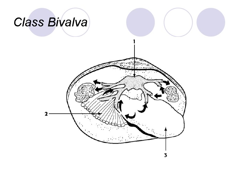 Class Bivalva Class Bivalva