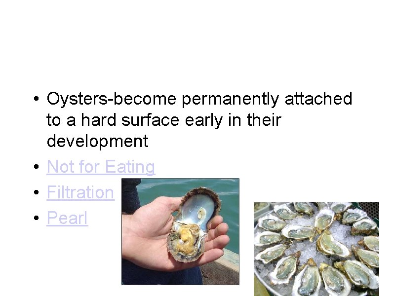 • Oysters-become permanently attached to a hard surface early in their development •