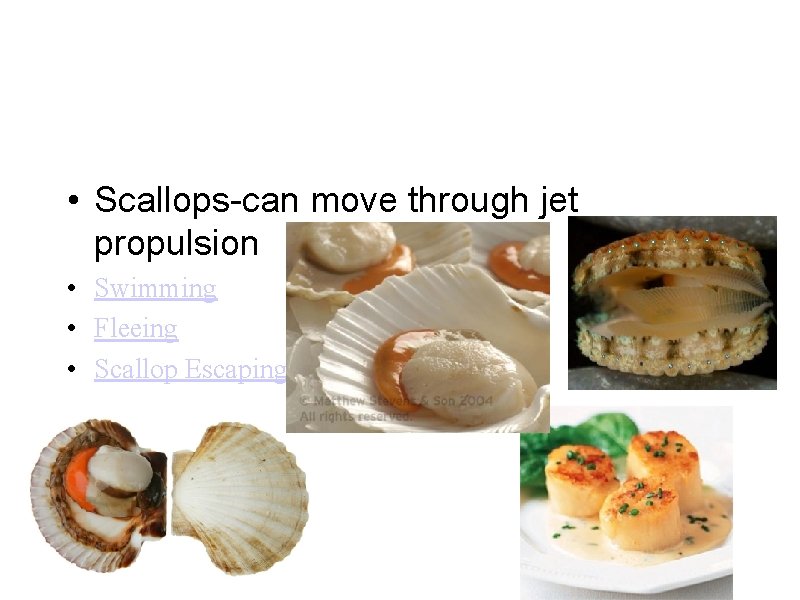  • Scallops-can move through jet propulsion • Swimming • Fleeing • Scallop Escaping