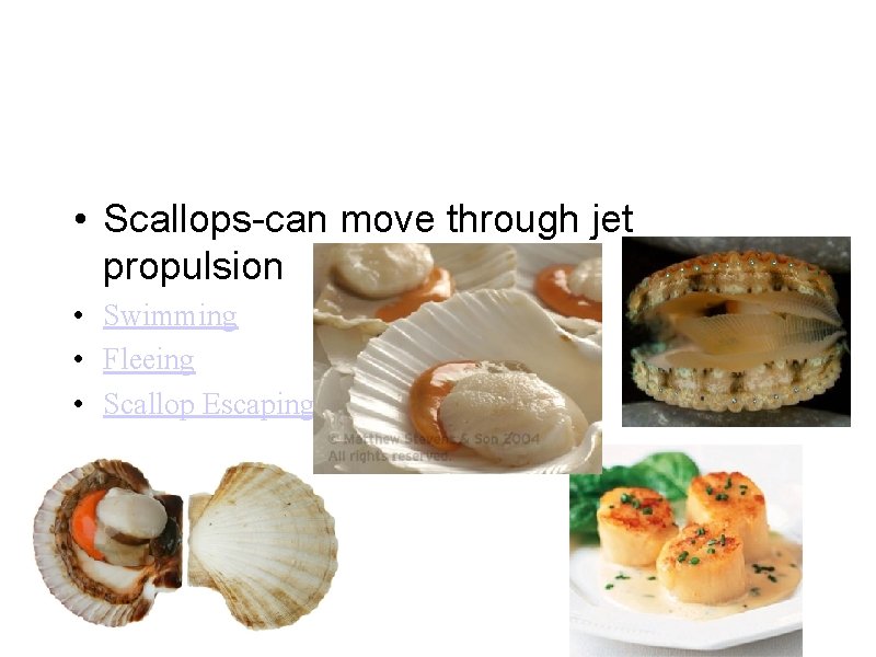 • Scallops-can move through jet propulsion • Swimming • Fleeing • Scallop Escaping • Scallops-can move through jet propulsion • Swimming • Fleeing • Scallop Escaping