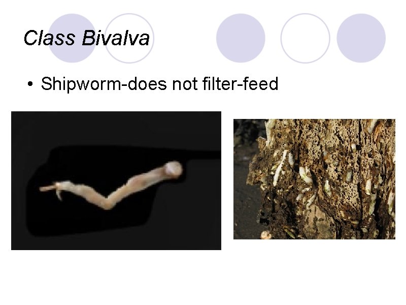 Class Bivalva • Shipworm-does not filter-feed 