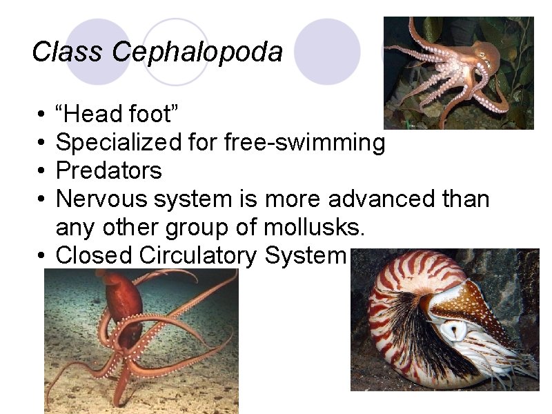 Class Cephalopoda • • “Head foot” Specialized for free-swimming Predators Nervous system is more