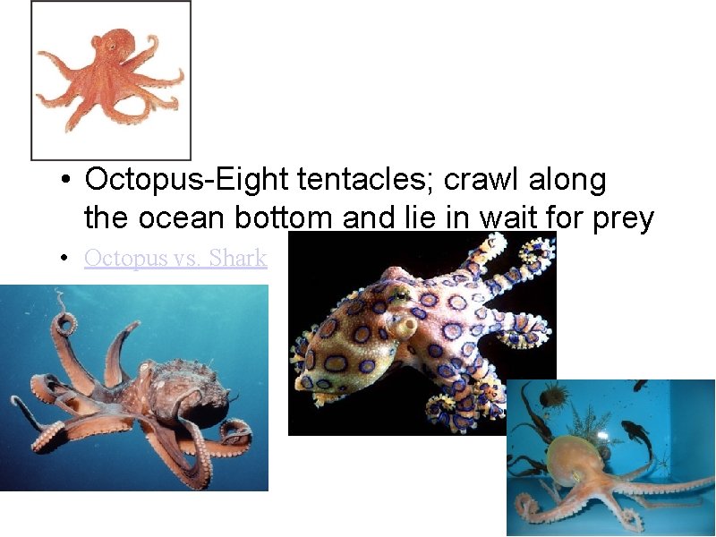  • Octopus-Eight tentacles; crawl along the ocean bottom and lie in wait for