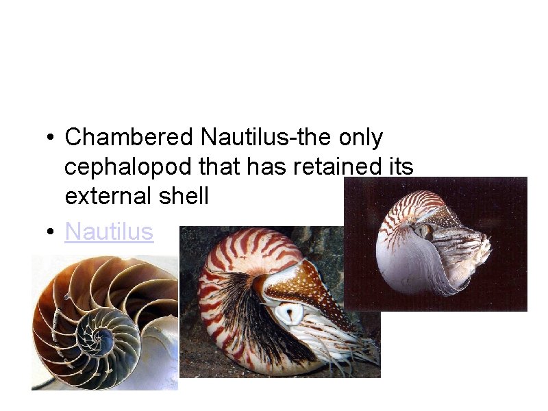 • Chambered Nautilus-the only cephalopod that has retained its external shell • Nautilus • Chambered Nautilus-the only cephalopod that has retained its external shell • Nautilus