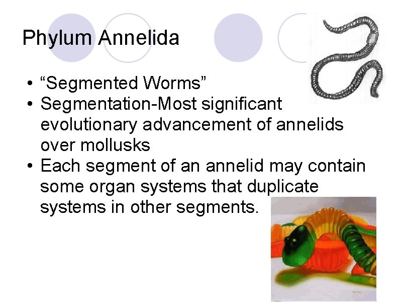 Phylum Annelida • “Segmented Worms” • Segmentation-Most significant evolutionary advancement of annelids over mollusks Phylum Annelida • “Segmented Worms” • Segmentation-Most significant evolutionary advancement of annelids over mollusks