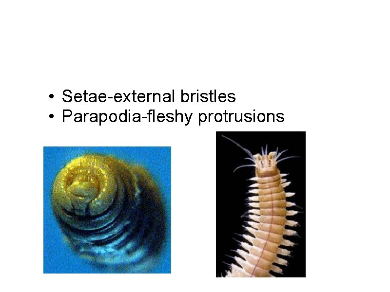 • Setae-external bristles • Parapodia-fleshy protrusions • Setae-external bristles • Parapodia-fleshy protrusions