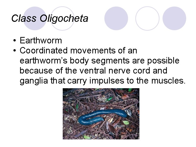 Class Oligocheta • Earthworm • Coordinated movements of an earthworm’s body segments are possible Class Oligocheta • Earthworm • Coordinated movements of an earthworm’s body segments are possible