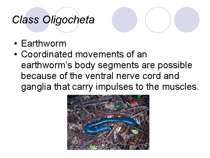 Class Oligocheta • Earthworm • Coordinated movements of an earthworm’s body segments are possible