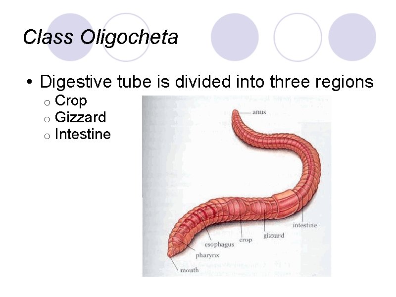Class Oligocheta • Digestive tube is divided into three regions o o o Crop