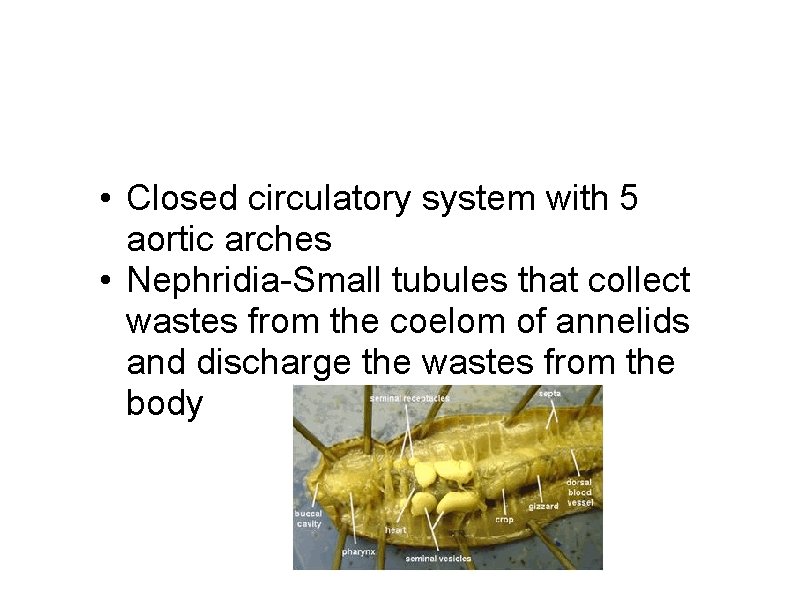 • Closed circulatory system with 5 aortic arches • Nephridia-Small tubules that collect • Closed circulatory system with 5 aortic arches • Nephridia-Small tubules that collect