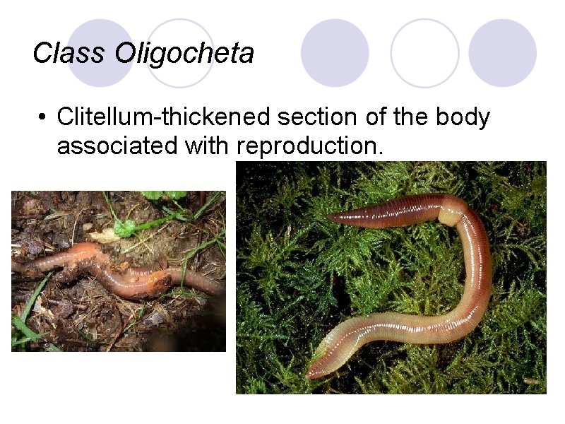 Class Oligocheta • Clitellum-thickened section of the body associated with reproduction. 