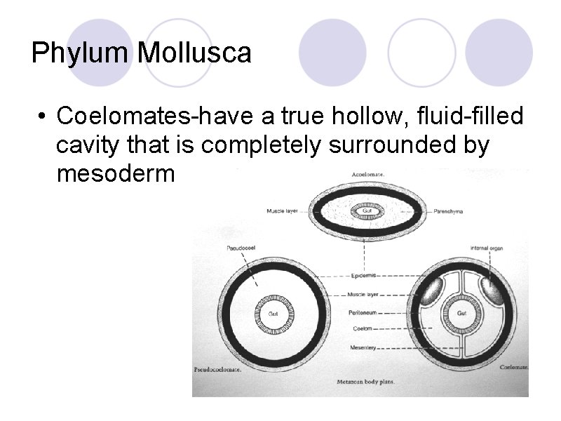 Phylum Mollusca • Coelomates-have a true hollow, fluid-filled cavity that is completely surrounded by