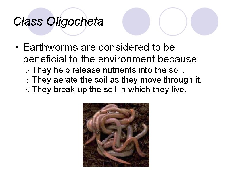 Class Oligocheta • Earthworms are considered to be beneficial to the environment because o