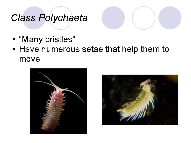 Class Polychaeta • “Many bristles” • Have numerous setae that help them to move Class Polychaeta • “Many bristles” • Have numerous setae that help them to move