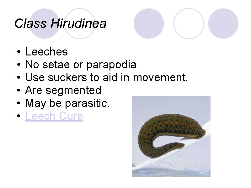 Class Hirudinea • • • Leeches No setae or parapodia Use suckers to aid Class Hirudinea • • • Leeches No setae or parapodia Use suckers to aid