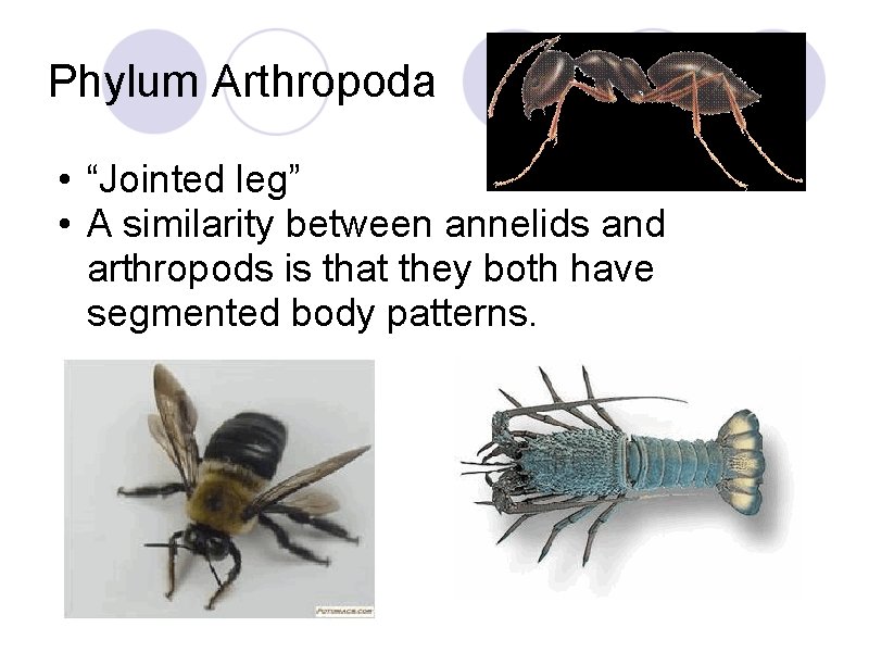 Phylum Arthropoda • “Jointed leg” • A similarity between annelids and arthropods is that