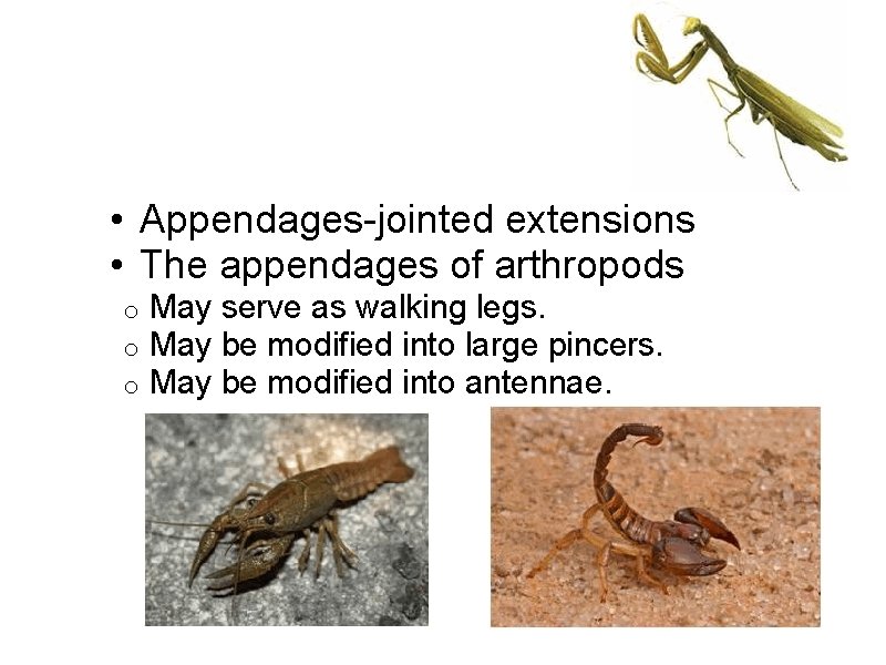  • Appendages-jointed extensions • The appendages of arthropods o o o May serve