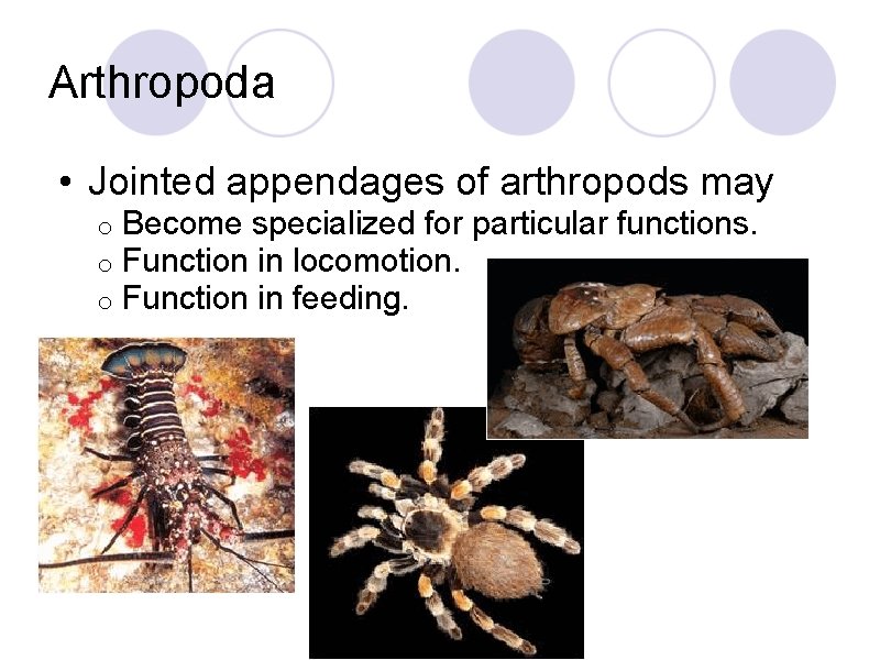 Arthropoda • Jointed appendages of arthropods may o o o Become specialized for particular