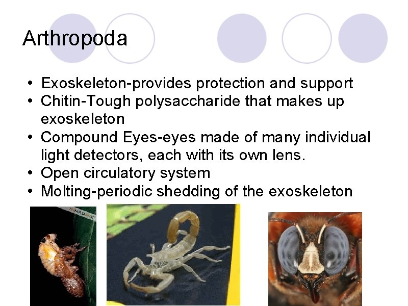 Arthropoda • Exoskeleton-provides protection and support • Chitin-Tough polysaccharide that makes up exoskeleton •