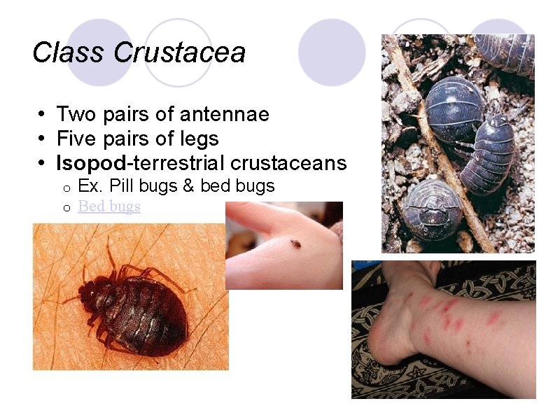 Class Crustacea • Two pairs of antennae • Five pairs of legs • Isopod-terrestrial