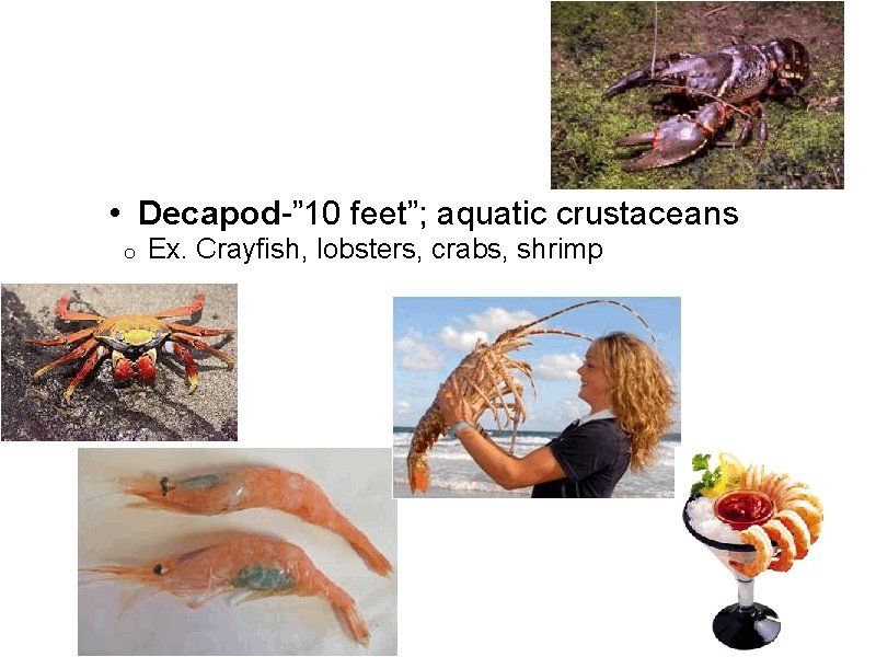  • Decapod-” 10 feet”; aquatic crustaceans o Ex. Crayfish, lobsters, crabs, shrimp 