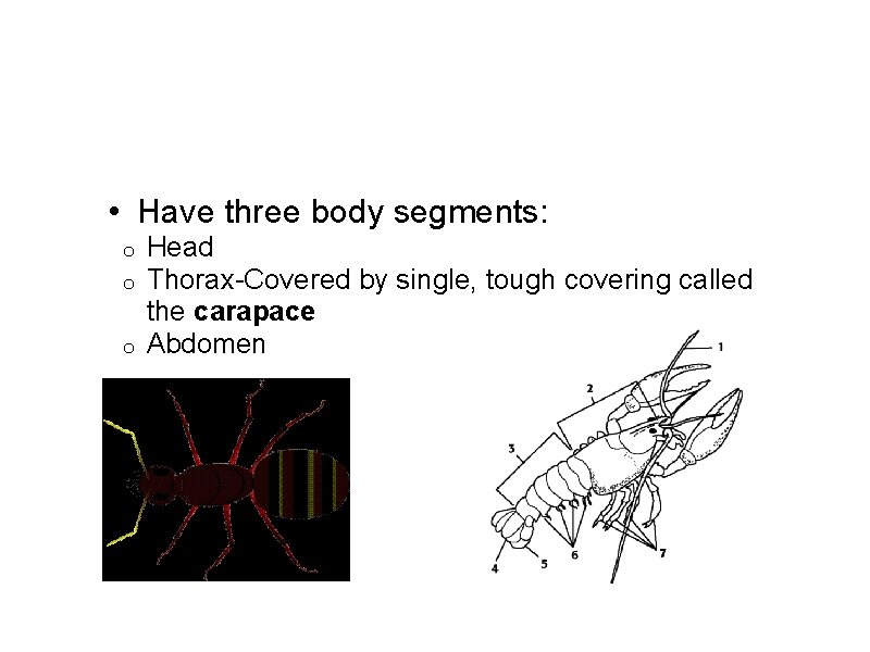  • Have three body segments: Head Thorax-Covered by single, tough covering called the