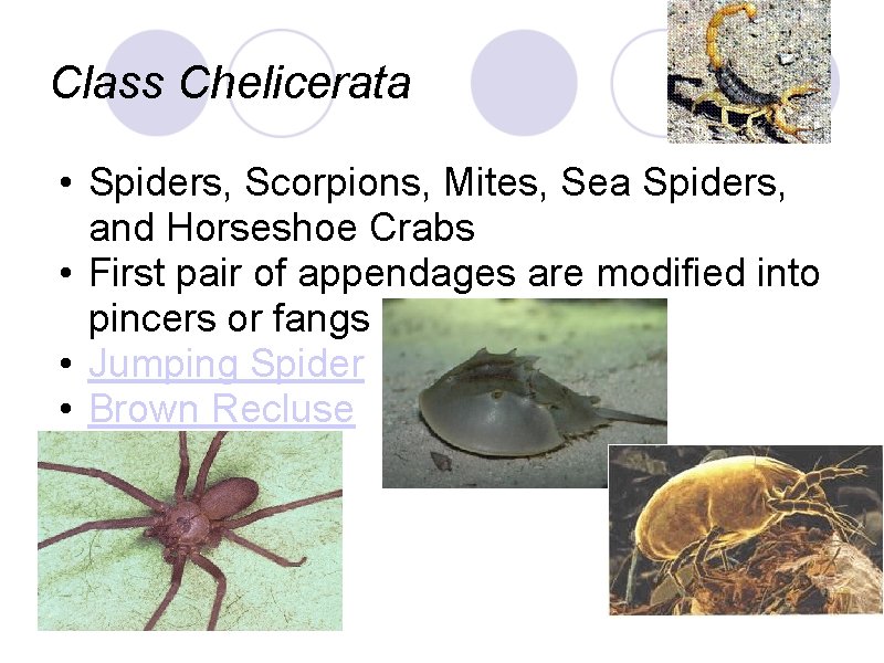 Class Chelicerata • Spiders, Scorpions, Mites, Sea Spiders, and Horseshoe Crabs • First pair