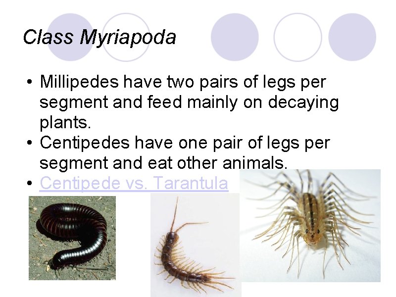 Class Myriapoda • Millipedes have two pairs of legs per segment and feed mainly