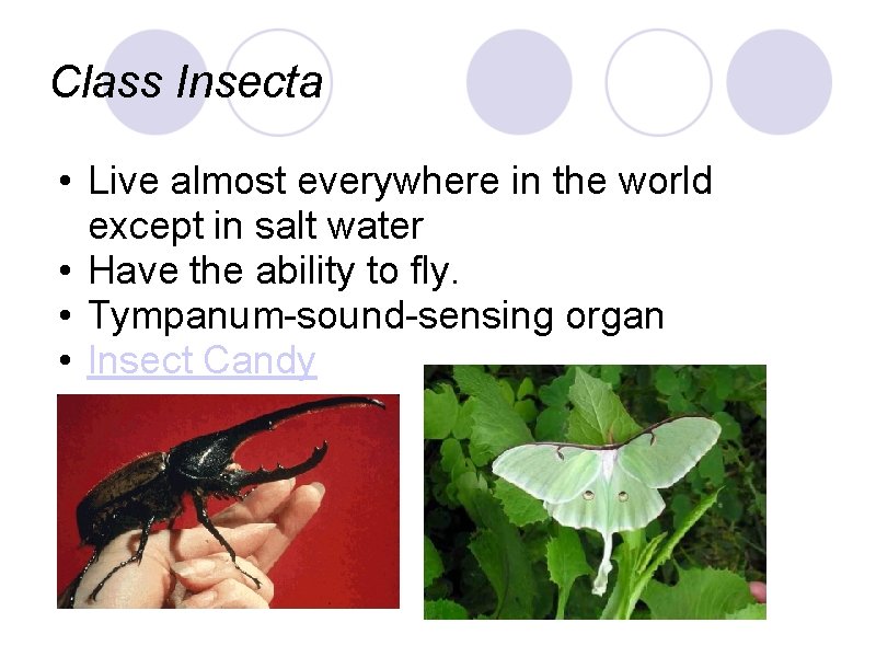 Class Insecta • Live almost everywhere in the world except in salt water • Class Insecta • Live almost everywhere in the world except in salt water •