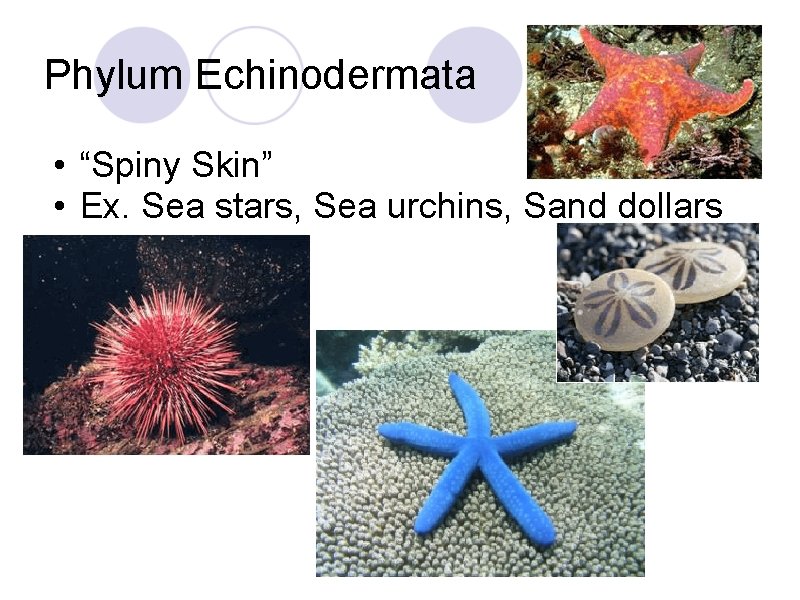 Phylum Echinodermata • “Spiny Skin” • Ex. Sea stars, Sea urchins, Sand dollars Phylum Echinodermata • “Spiny Skin” • Ex. Sea stars, Sea urchins, Sand dollars
