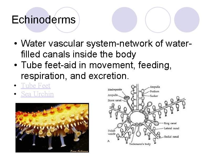 Echinoderms • Water vascular system-network of waterfilled canals inside the body • Tube feet-aid