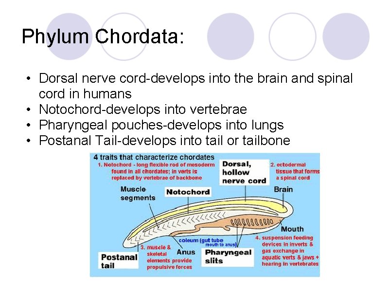 Phylum Chordata: • Dorsal nerve cord-develops into the brain and spinal cord in humans Phylum Chordata: • Dorsal nerve cord-develops into the brain and spinal cord in humans