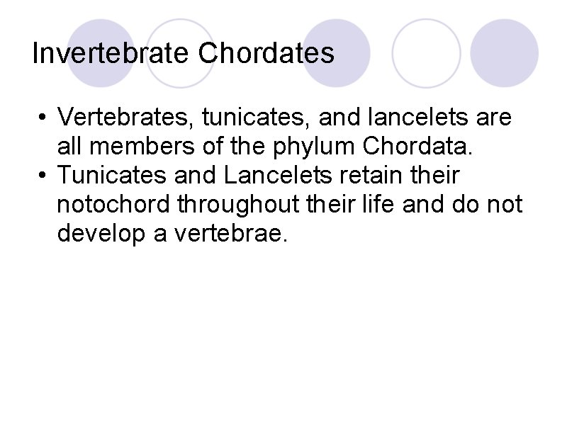 Invertebrate Chordates • Vertebrates, tunicates, and lancelets are all members of the phylum Chordata.