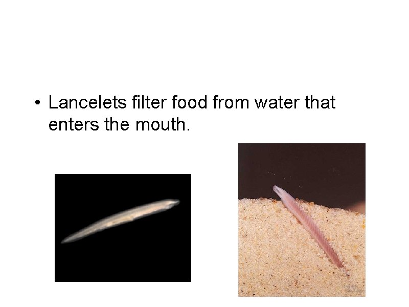 • Lancelets filter food from water that enters the mouth. • Lancelets filter food from water that enters the mouth.