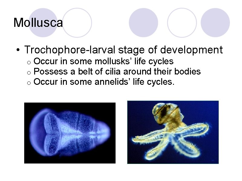 Mollusca • Trochophore-larval stage of development o o o Occur in some mollusks’ life
