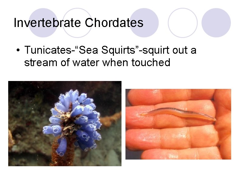 Invertebrate Chordates • Tunicates-“Sea Squirts”-squirt out a stream of water when touched Invertebrate Chordates • Tunicates-“Sea Squirts”-squirt out a stream of water when touched